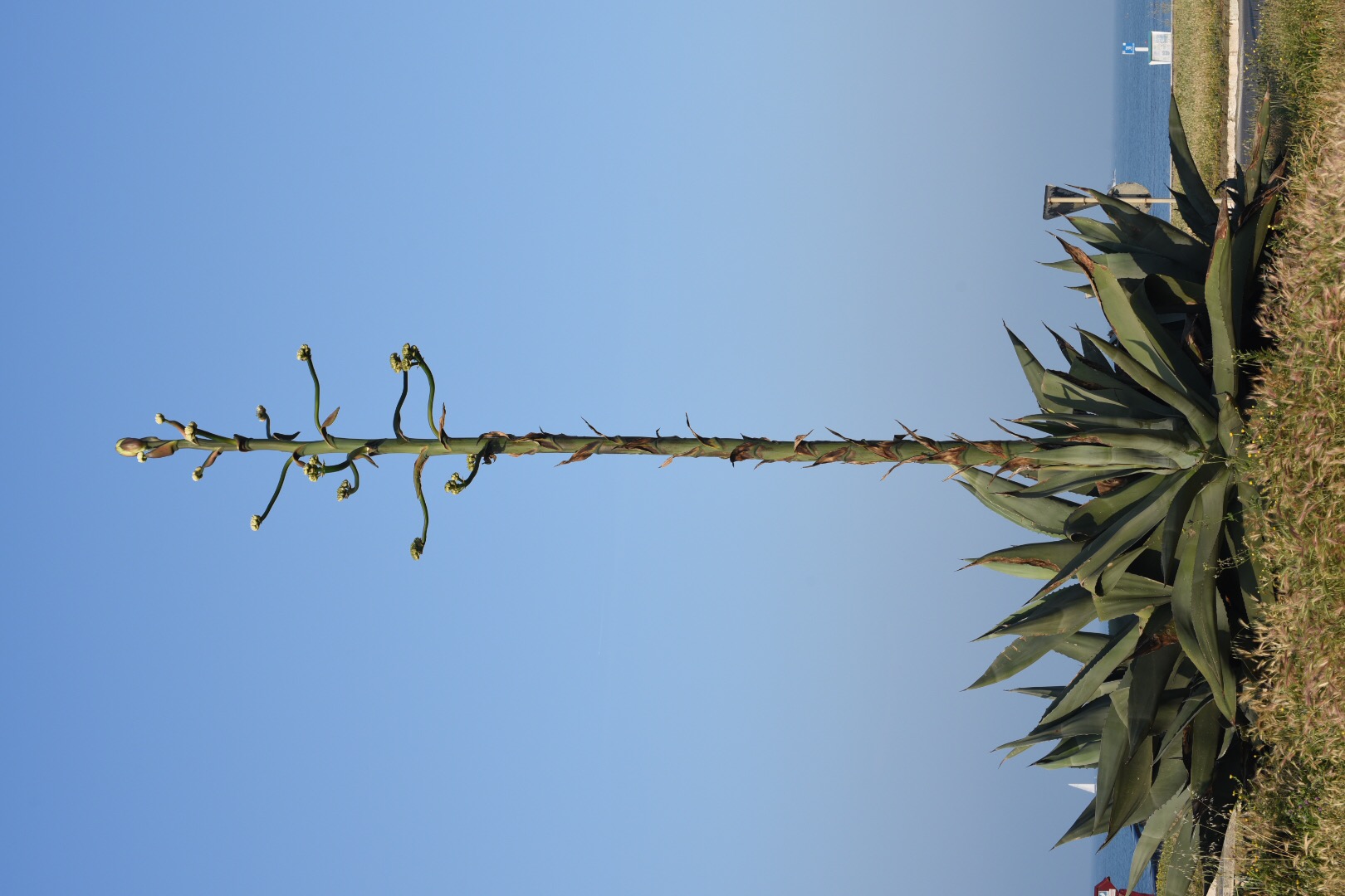L’agave in fiore